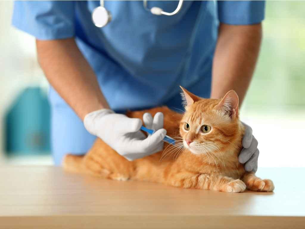 Fortaleza terá Dia D de vacinação contra raiva em cães e gatos neste sábado; confira locais