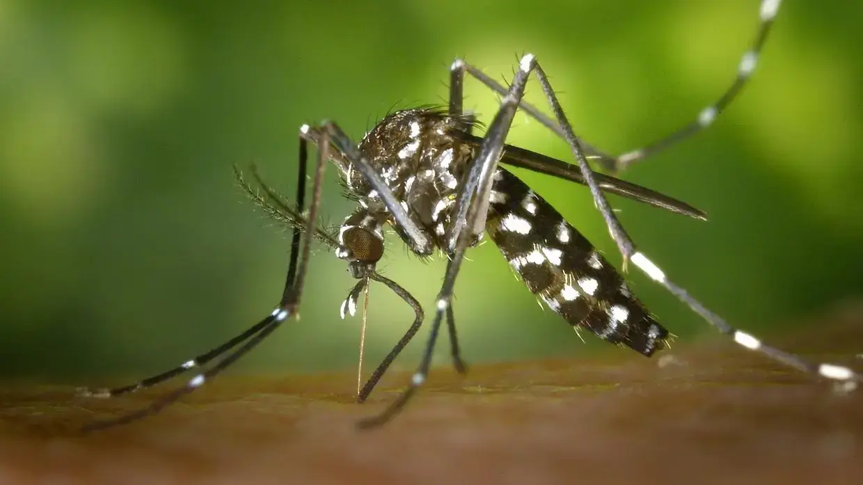 Dengue chega aos 40 anos no Ceará com quase 900 mil casos e 680 morte