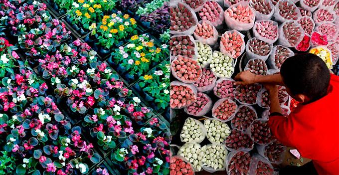 Fortaleza recebe feira de flores com mais de 150 opções de plantas ornamentais