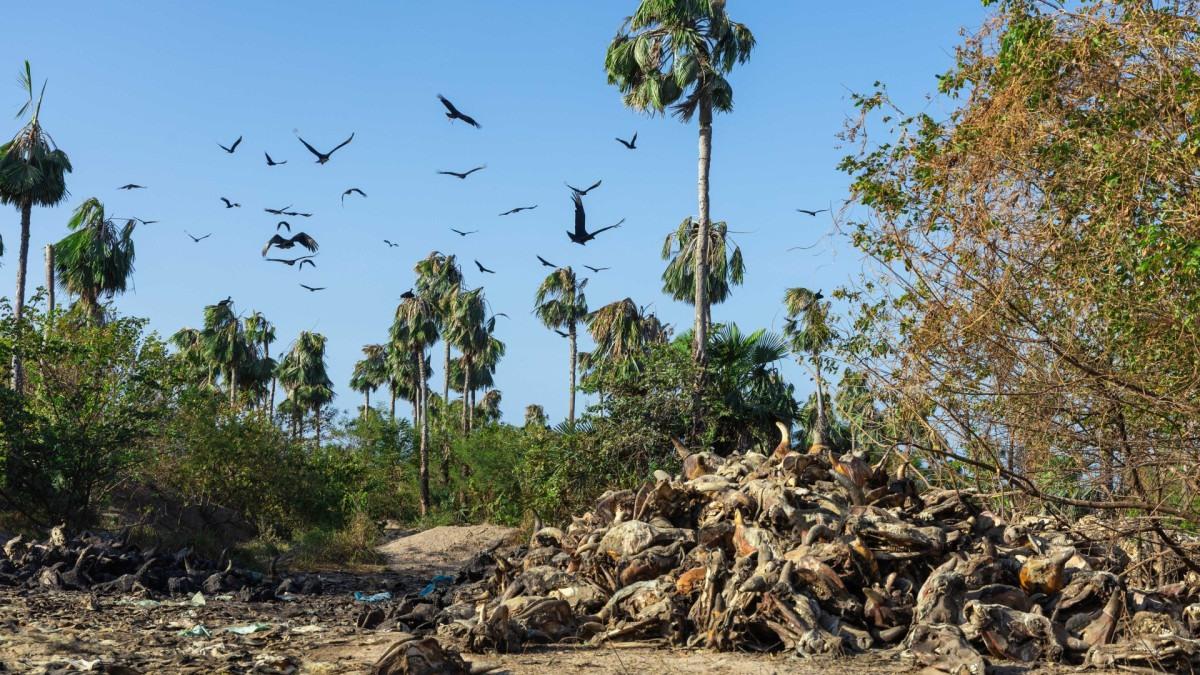 Moradores de comunidade na Caucaia denunciam descarte irregular de restos de animais