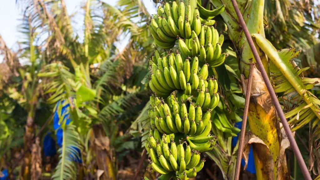 Banana cultivada em Umirim ganha mercado e fortalece agricultura familiar no Ceará