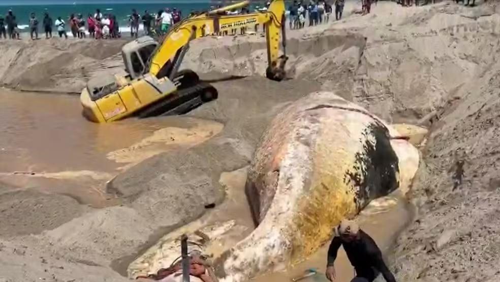 Carcaça de baleia de cerca de 25 toneladas é enterrada em praia do Ceará após encalhe