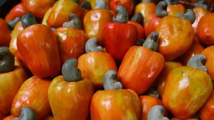Do cajueiro de 50 anos à indústria: como a produção de caju gera renda em Ocara, no Ceará