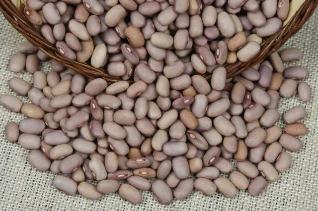 Feijão pode chegar a R$ 12 o quilo em 2027, mesmo com preço alto no campo