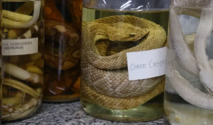 IJF registra 181 acidentes com serpentes entre janeiro e agosto deste ano