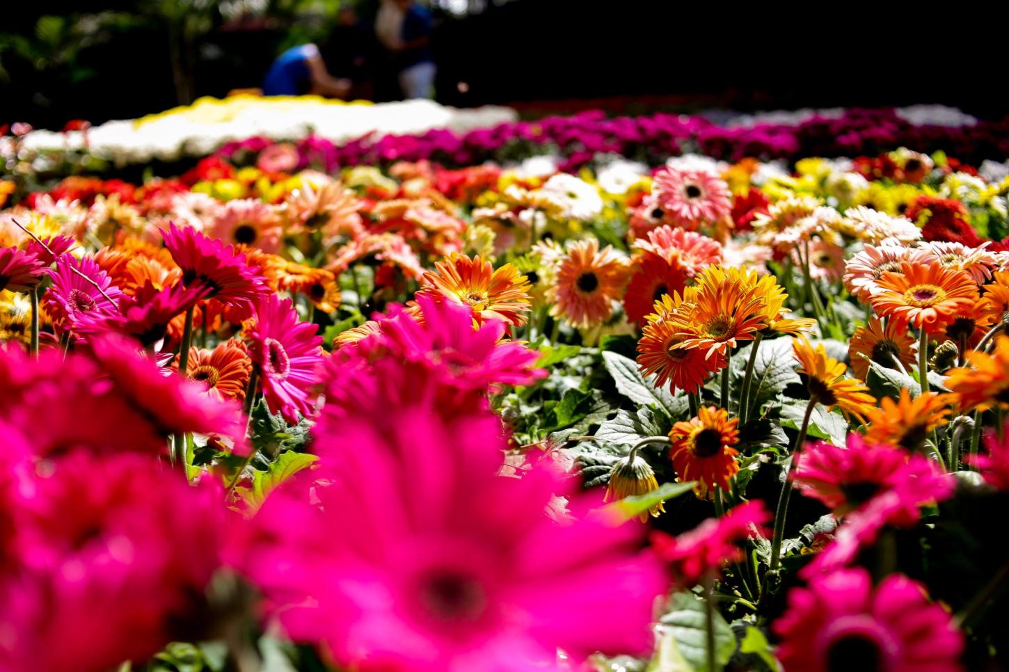 Líder no Nordeste, Ceará busca tecnologia para expandir produção de flores