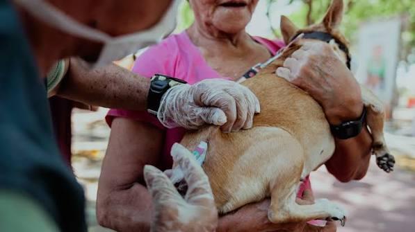 Mondubim recebe mutirão de vacina para prevenção contra raiva para cães e gatos