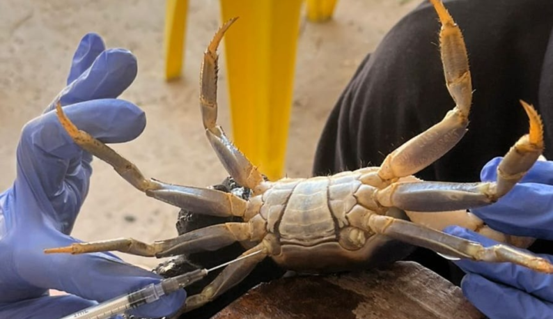 Pesquisa da UFC identifica contaminação por bisfenóis em caranguejos do Ceará e reforça alerta sobre gestão de resíduos