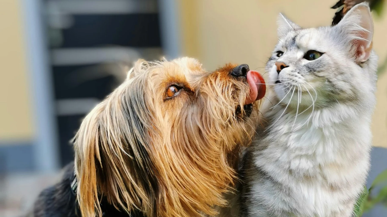 VetMóvel oferece serviços veterinários gratuitos em shoppings de Fortaleza