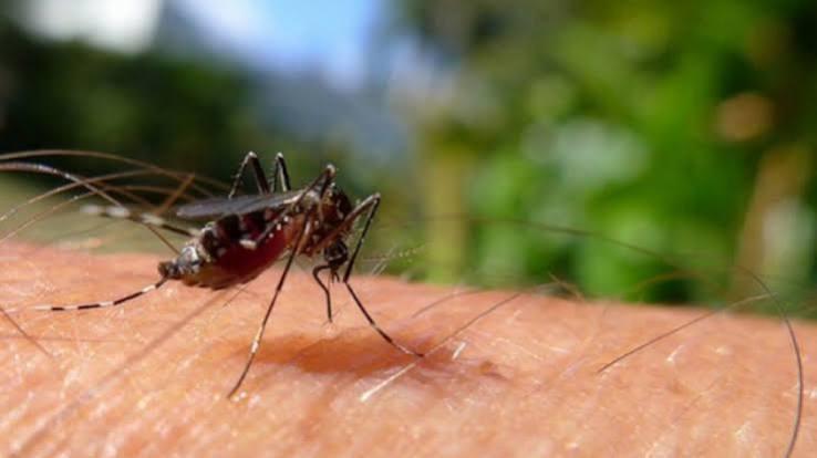 Alerta na Saúde: Casos de dengue no Ceará quase quadruplicam e chegam a 15 mil em 2026