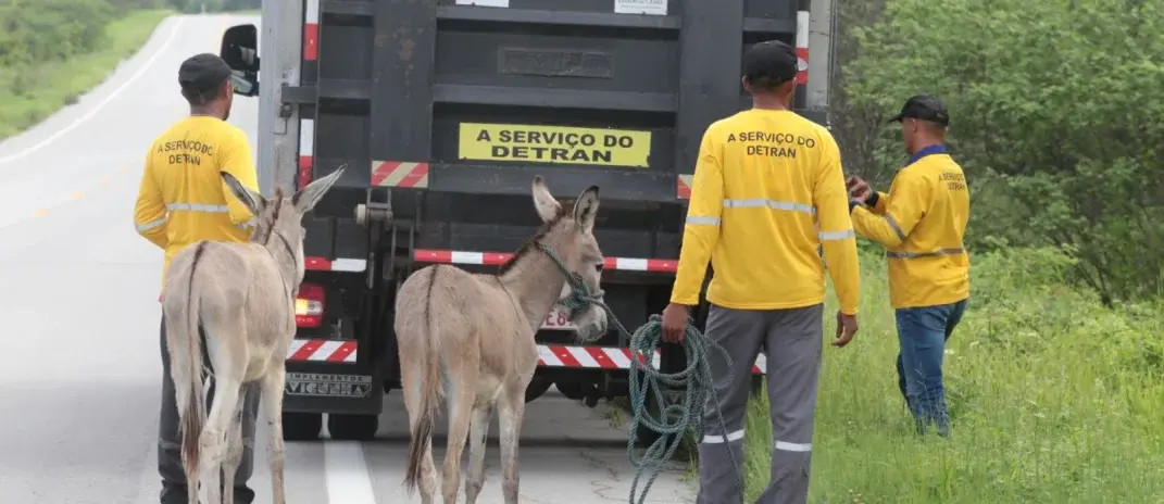 Detran-CE recolhe 25 animais às margens das rodovias estaduais durante o feriadão