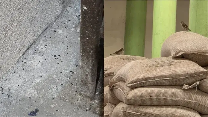 Distribuidora de alimentos é interditada em Caucaia após fiscalização encontrar fezes de aves e roedores