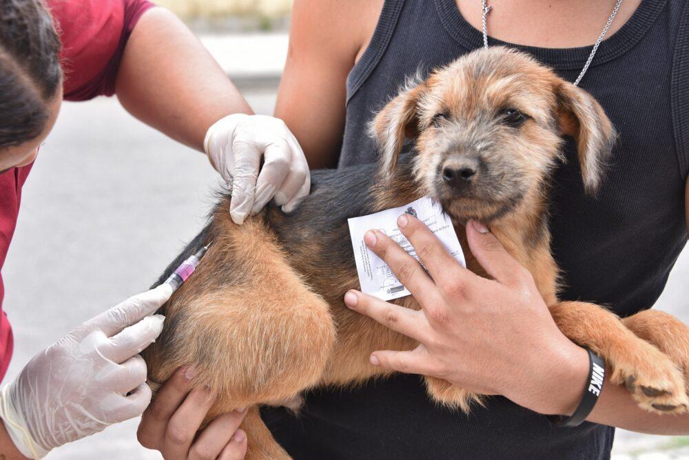Fortaleza passa de 300 mil pets vacinados e campanha já alcançou 54,26% da meta de 559.508 animais.