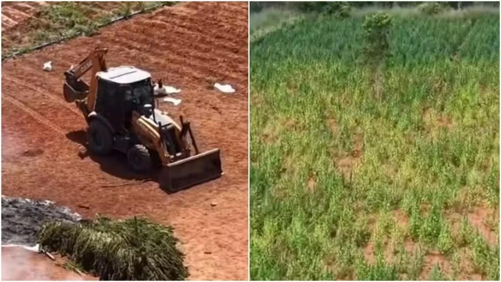MP denuncia cinco pessoas por manter plantação de 290 mil pés de maconha no Ceará