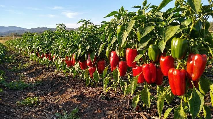 O Gigante do Campo: Como uma cidade no interior do Ceará se tornou a capital nacional do pimentão