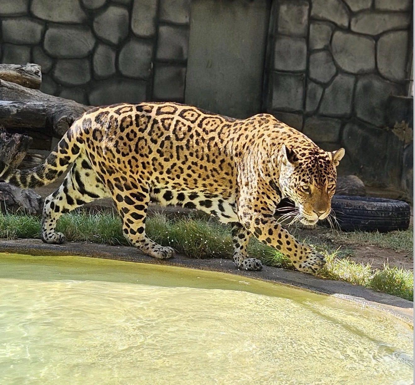Parque Zoobotânico de Fortaleza realiza programação no dia das crianças