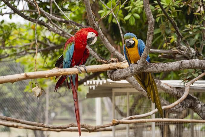 O Parque Zoobotânico de Fortaleza abre, excepcionalmente, na segunda-feira (12), das 9h às 17h, com entrada permitida até às 16h30, em razão do feriado de Nossa Senhora Aparecida, data em que também se comemora o dia das crianças.