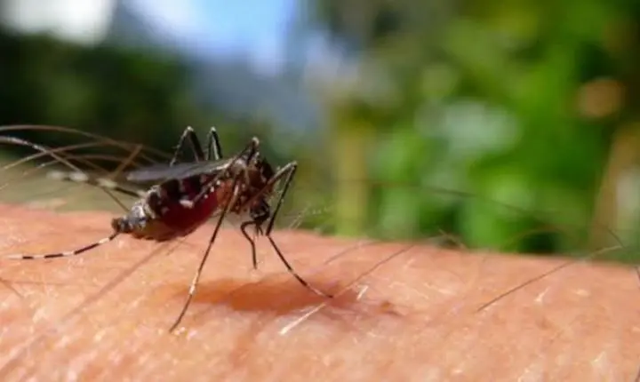 Alerta na Saúde: Casos de dengue no Ceará quase quadruplicam e chegam a 15 mil em 2026