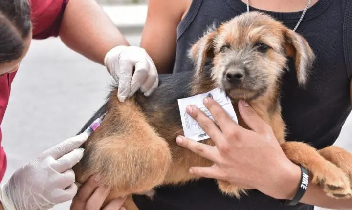 Fortaleza passa de 300 mil pets vacinados e campanha já alcançou 54,26% da meta de 559.508 animais.