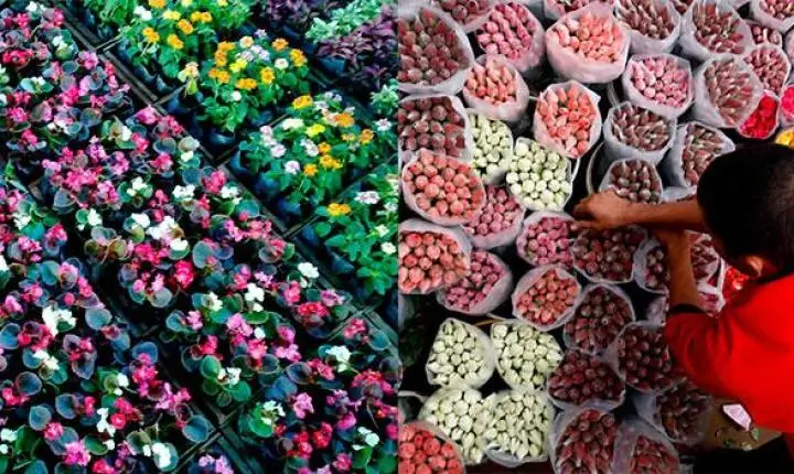 Fortaleza recebe feira de flores com mais de 150 opções de plantas ornamentais