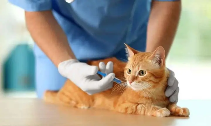 Fortaleza terá Dia D de vacinação contra raiva em cães e gatos neste sábado; confira locais