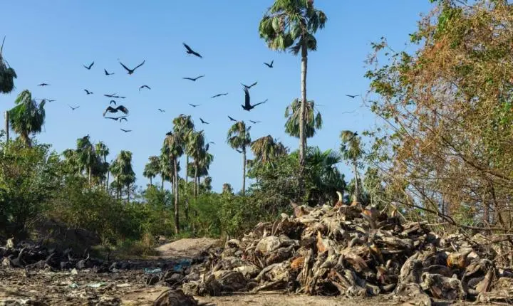 Moradores de comunidade na Caucaia denunciam descarte irregular de restos de animais