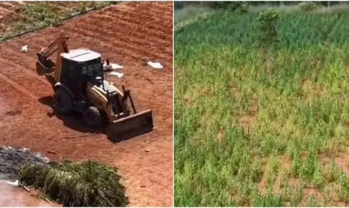 MP denuncia cinco pessoas por manter plantação de 290 mil pés de maconha no Ceará