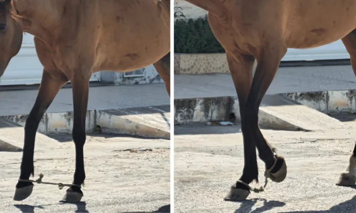 MP do Ceará orienta moradores de Martinópole sobre manejo adequado de equinos para evitar maus-tratos e proteger animais