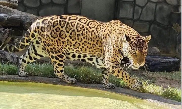 Parque Zoobotânico de Fortaleza realiza programação no dia das crianças