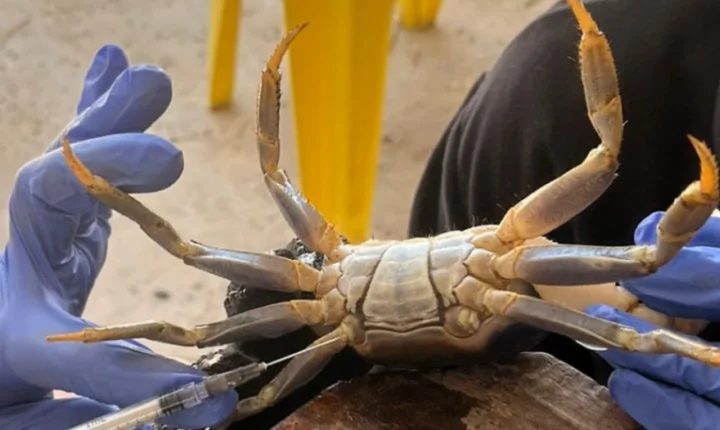 Pesquisa da UFC identifica contaminação por bisfenóis em caranguejos do Ceará e reforça alerta sobre gestão de resíduos