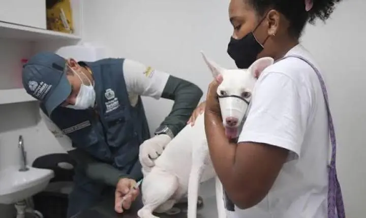 Vacinação antirrábica é reforçada no Mondubim após cão ir a óbito por raiva