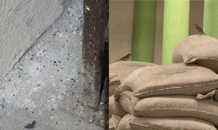 Distribuidora de alimentos é interditada em Caucaia após fiscalização encontrar fezes de aves e roedores