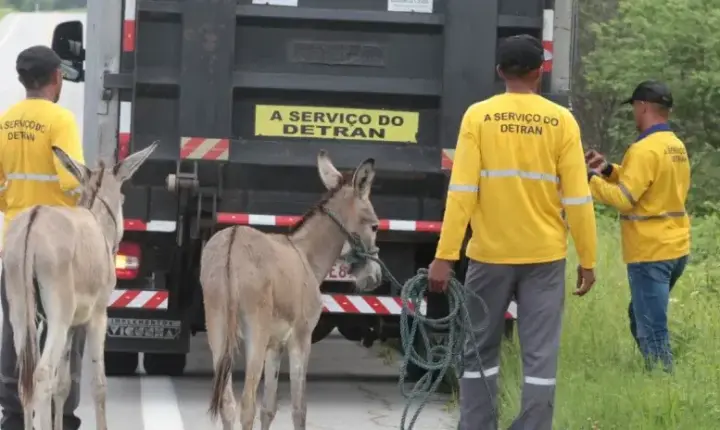 Detran-CE recolhe 25 animais às margens das rodovias estaduais durante o feriadão